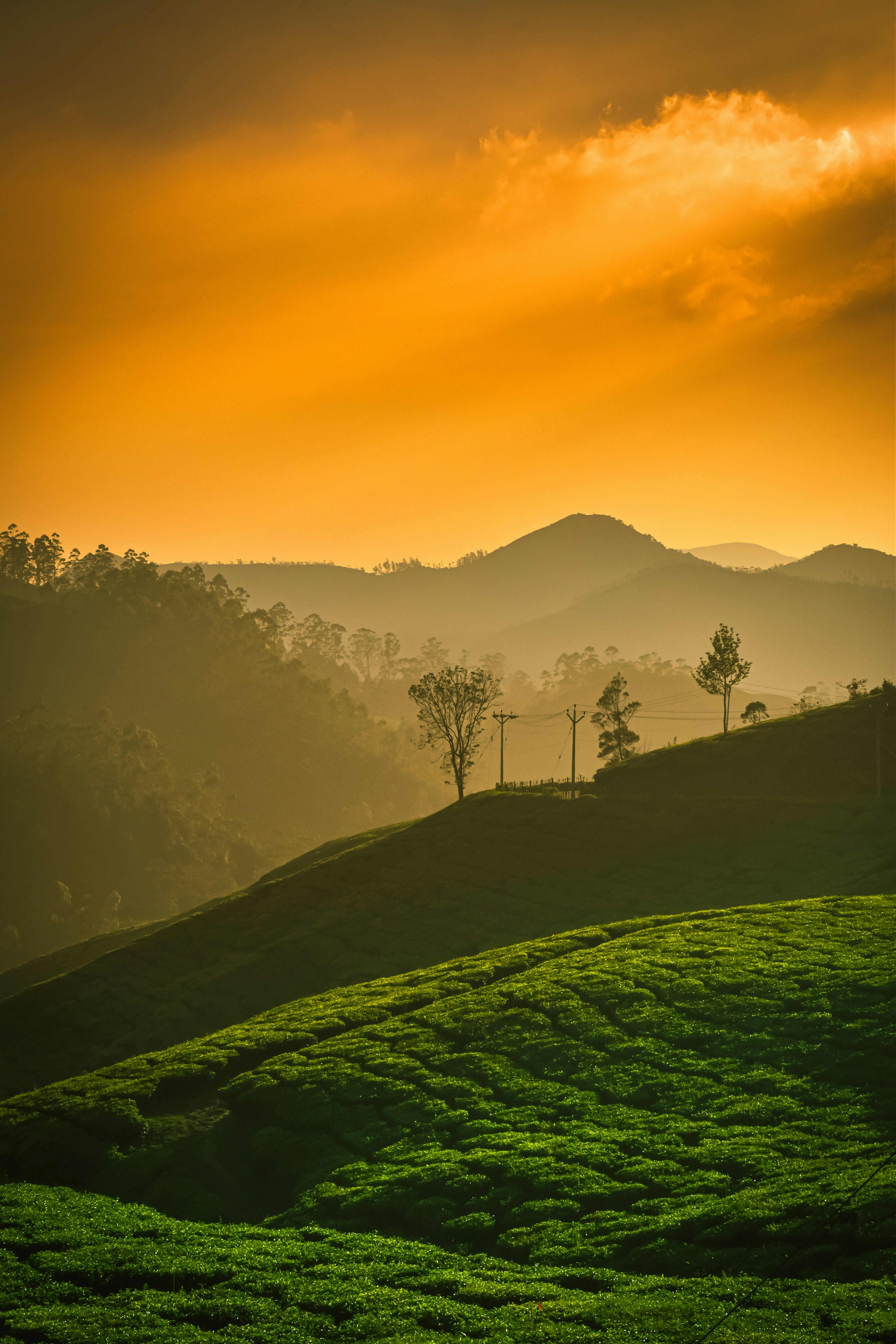 green grass field with trees during daytime